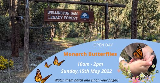 Open Day - Butterfly Dreams @ Wellington Dam Legacy Forest