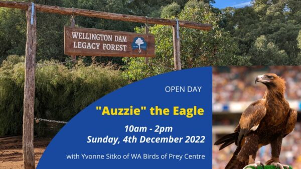 Open Day - Auzzie the Eagle @ Wellington Dam Legacy Forest