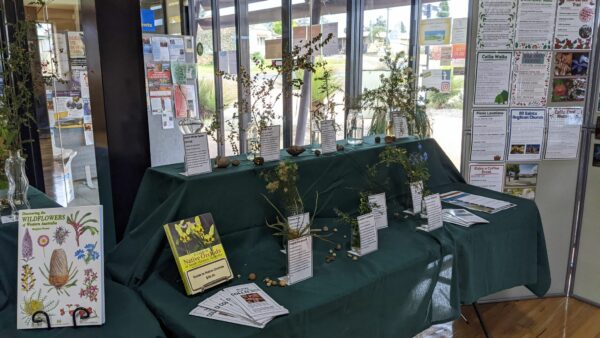 Wildflower Display @ Collie Visitor Centre