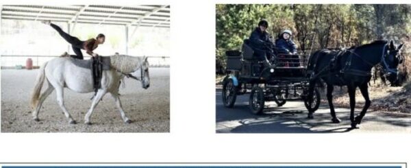 2023 International Day of People With Disability @ HorsePower Collie