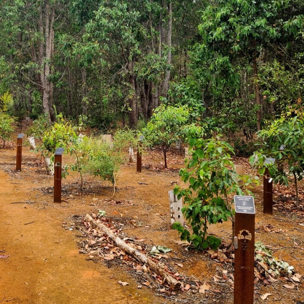 Living-Legacy-Forest_panted-trees_FB_2023_01