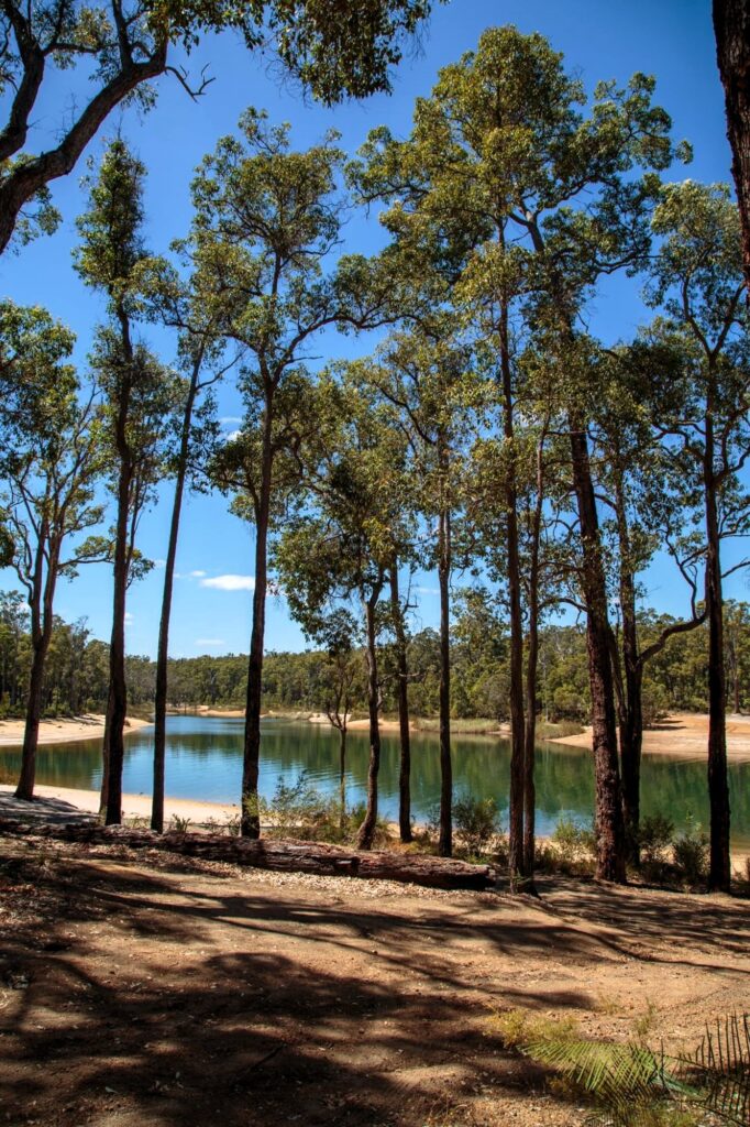 Glen-Mervyn-Dam_Trees