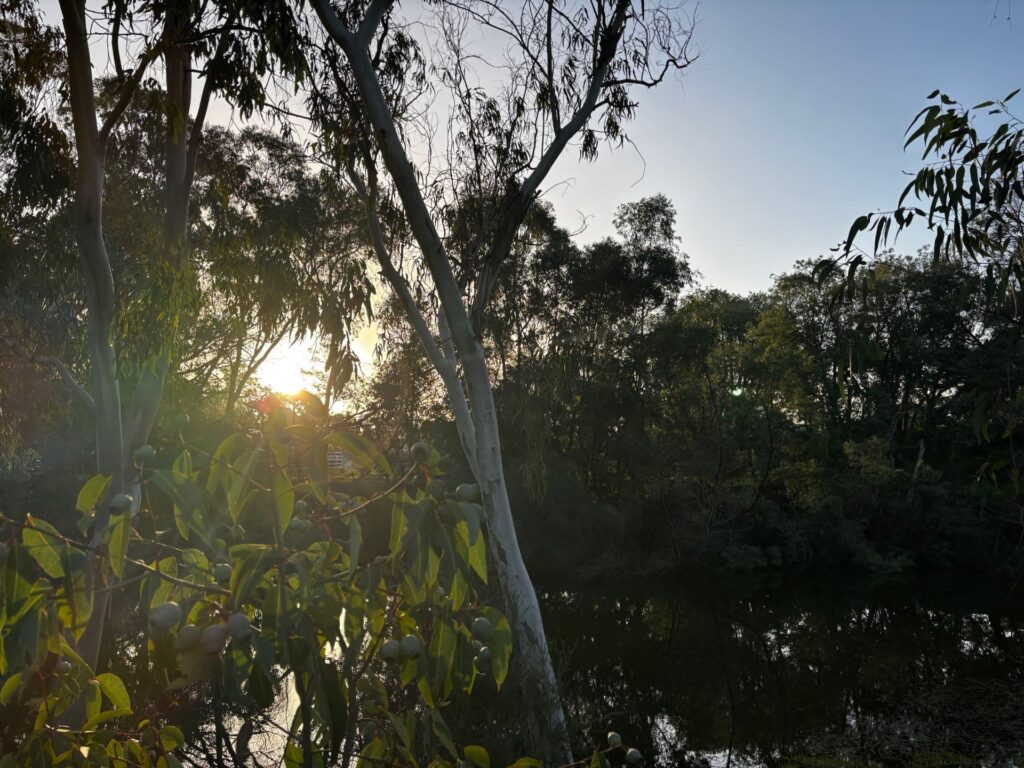 Collie-River-Walk-sun-through-trees-CC_2025-2