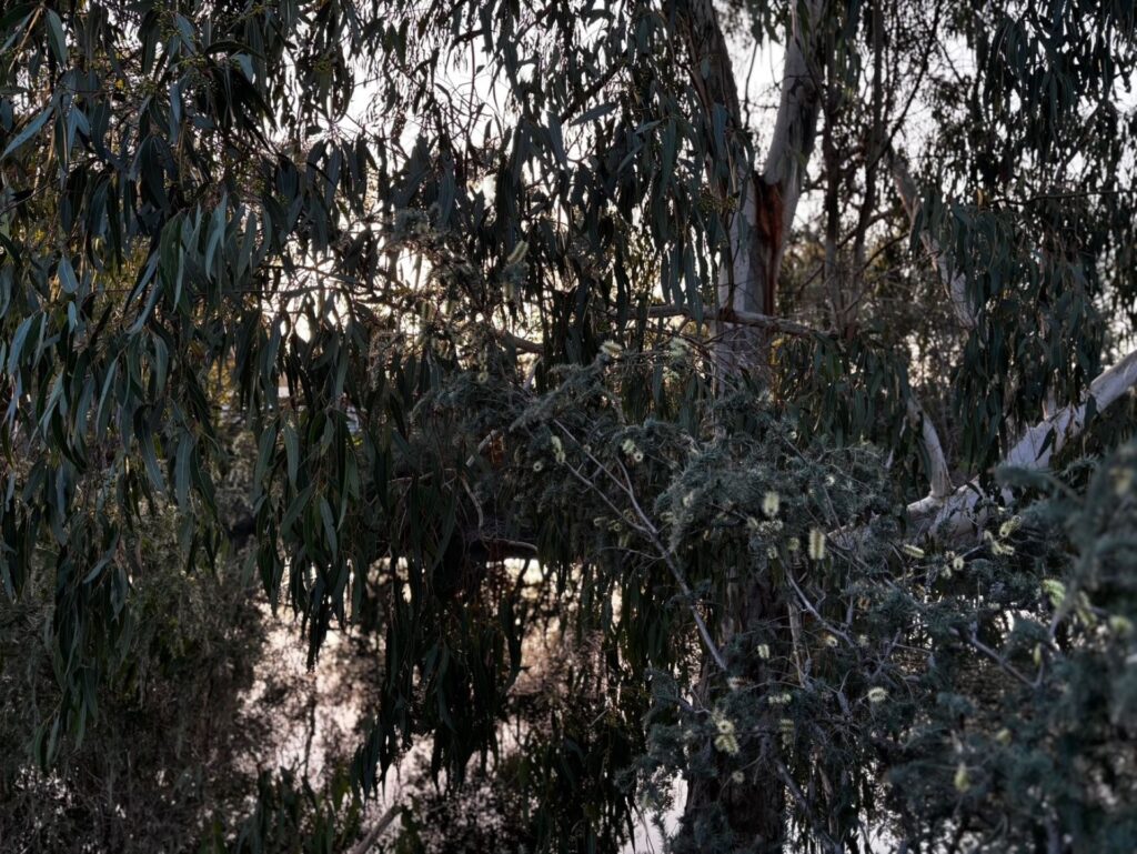 Collie-River-Walk-tree-CC_2025-6