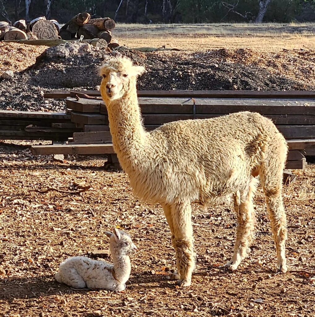 Collie-Trails-Retreat_FB-3