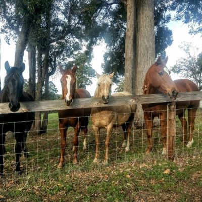 Crystal-Valley_Farm-Horses_FB_2024_05