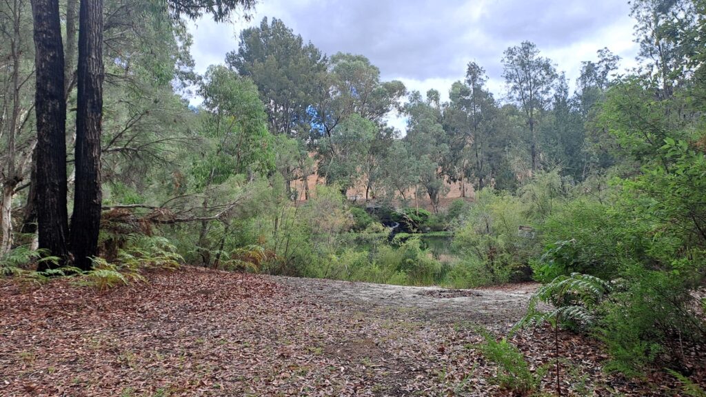 Harris-Dam_Tree-Area_MSR_2025-2