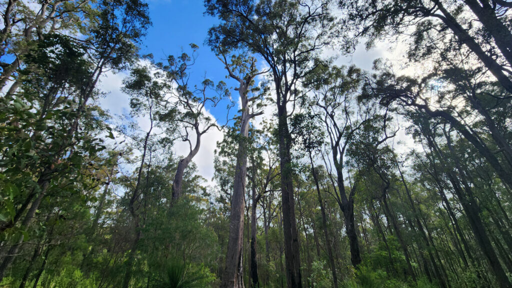 King-Jarrah-Tree_MSR_2025-12