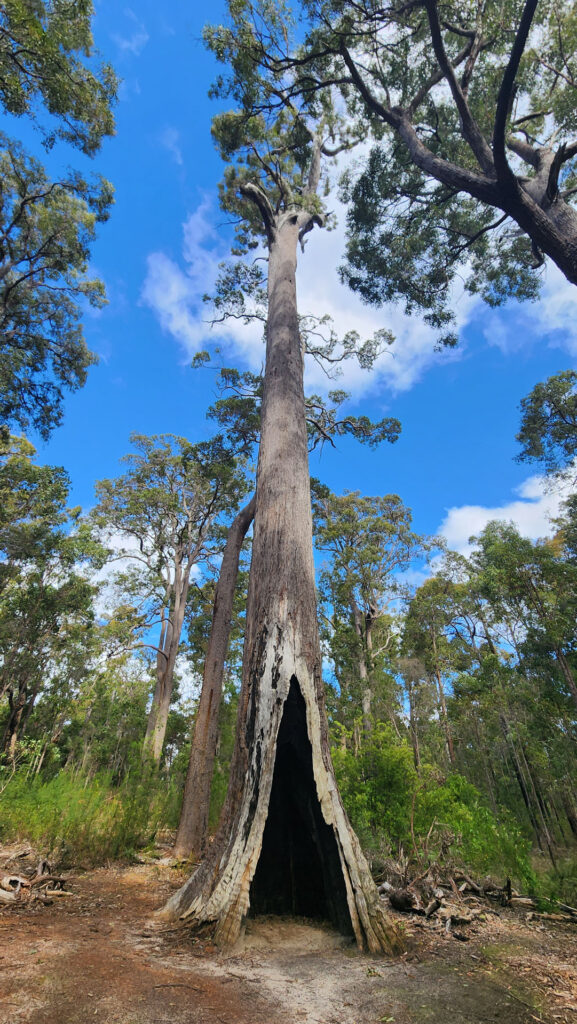 King-Jarrah-Tree_MSR_2025-16