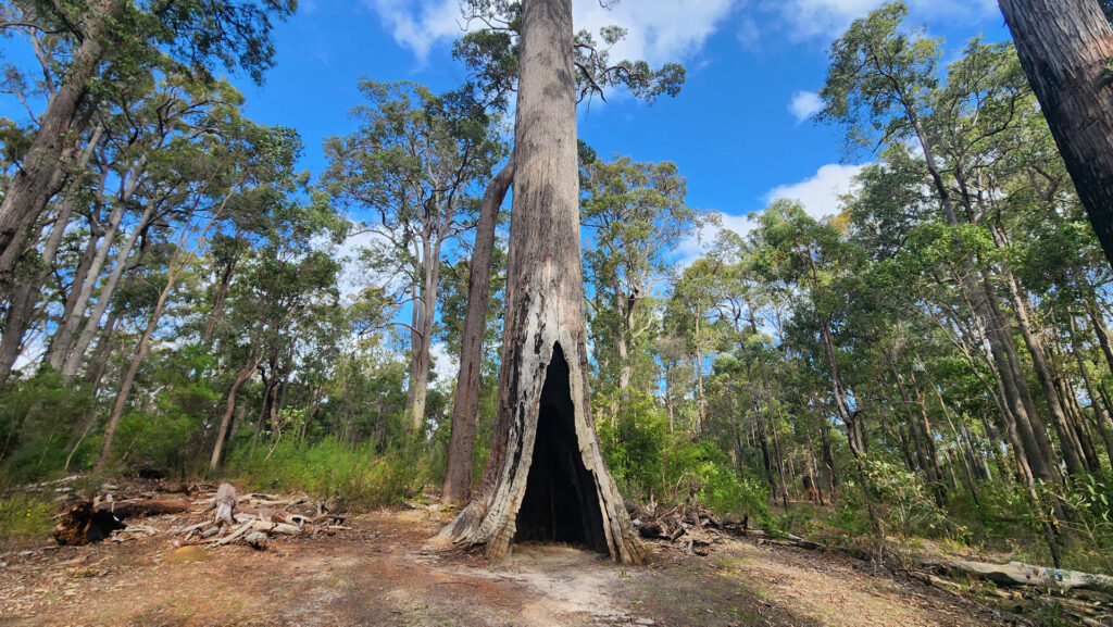 King-Jarrah-Tree_MSR_2025-17