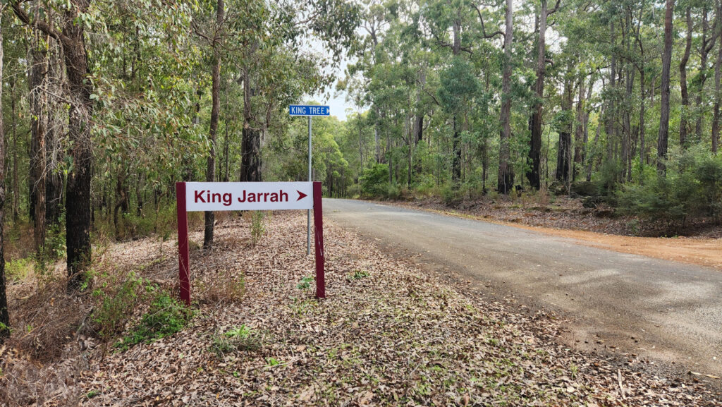 King-Jarrah-Tree_MSR_2025-2