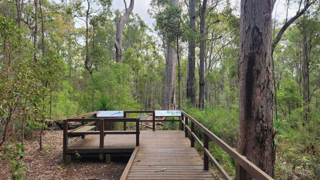 King-Jarrah-Tree_MSR_2025-24