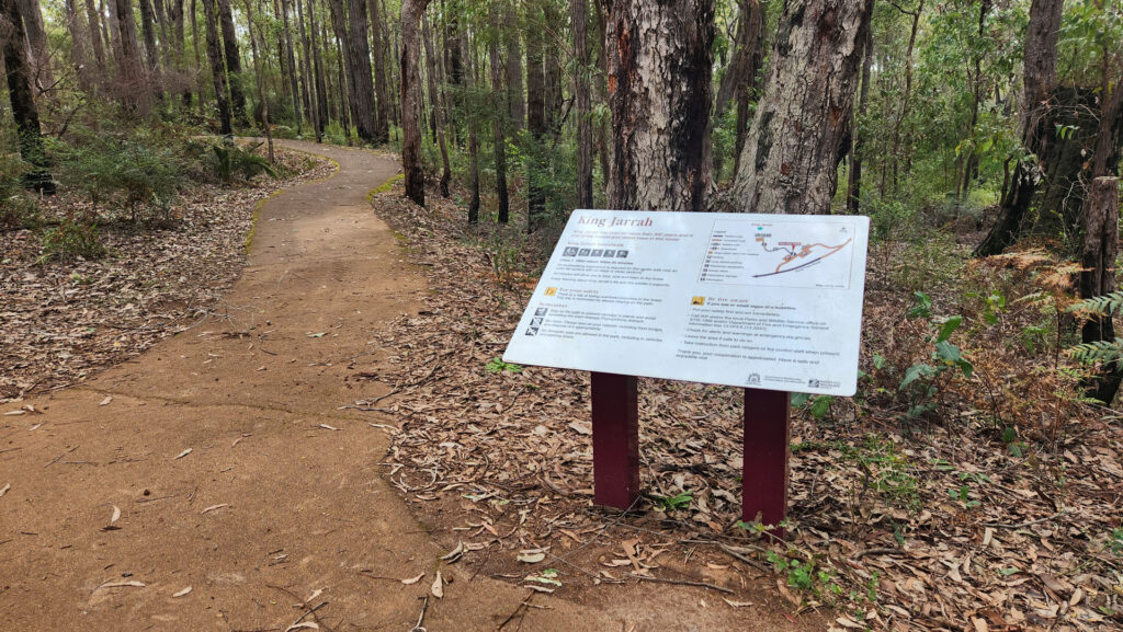 King-Jarrah-Tree_MSR_2025-4