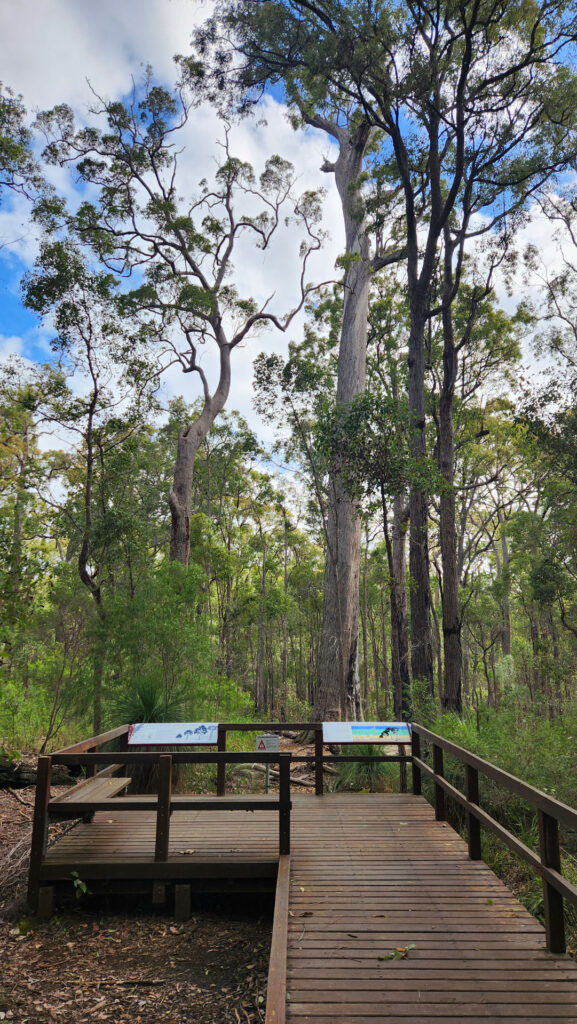 King-Jarrah-Tree_MSR_2025-8