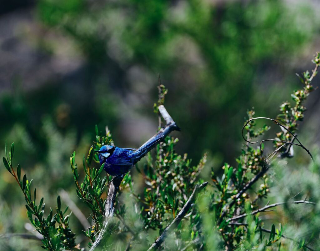 Wellington-Dam-NP_Bird_Ord_2020-014