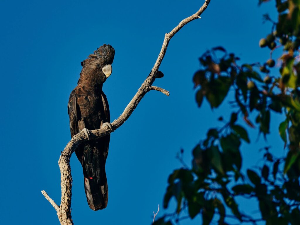 Wellington-Dam-NP_Bird_Ord_2020-051