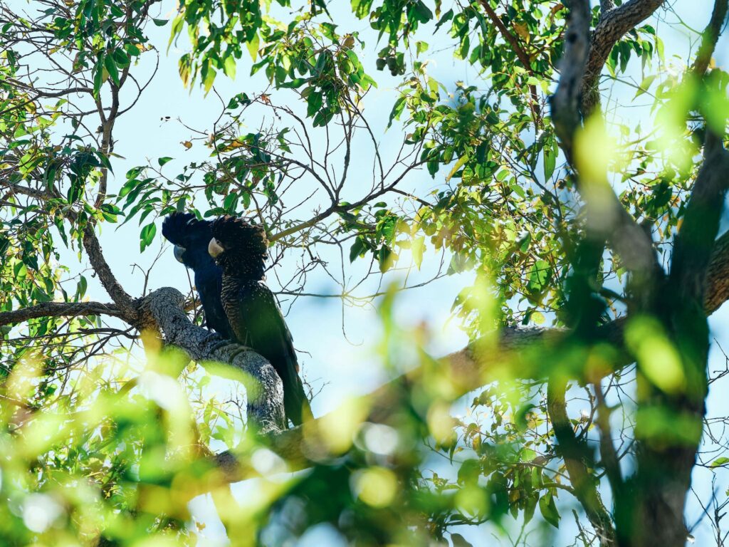 Wellington-Dam-NP_Bird_Ord_2020-153