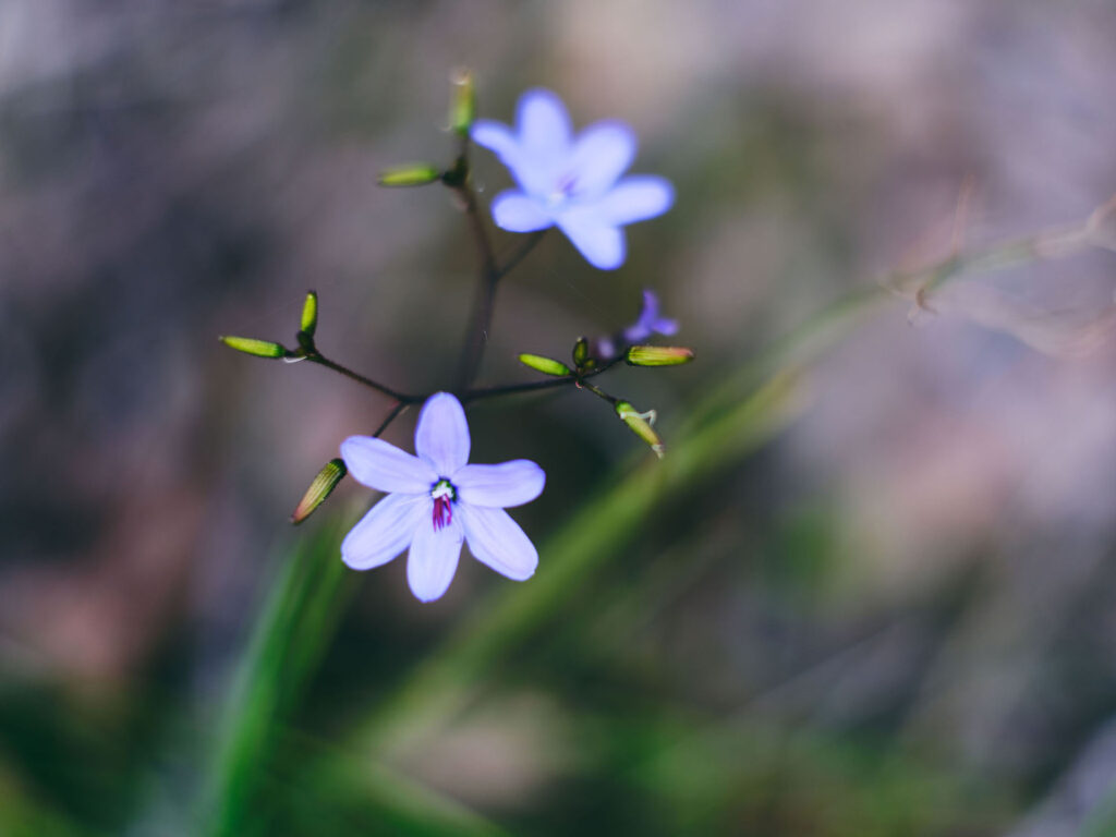 Wildflowers_Agrostocrinum-Hirsutum_Blue-Grass-Lily_Collie_Ord_2024-28