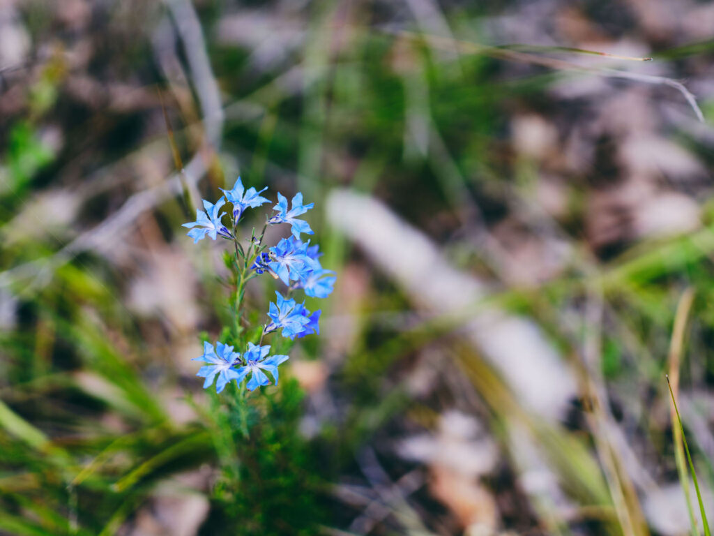 Wildflowers_Blue-Lechenaultia-Biloba_Collie_Ord_2024-35