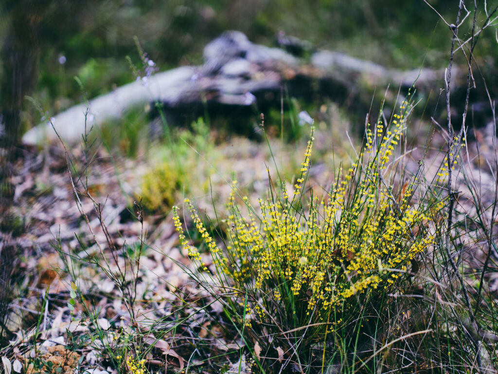 Wildflowers_Globe-Pea_Collie_Ord_2024-33