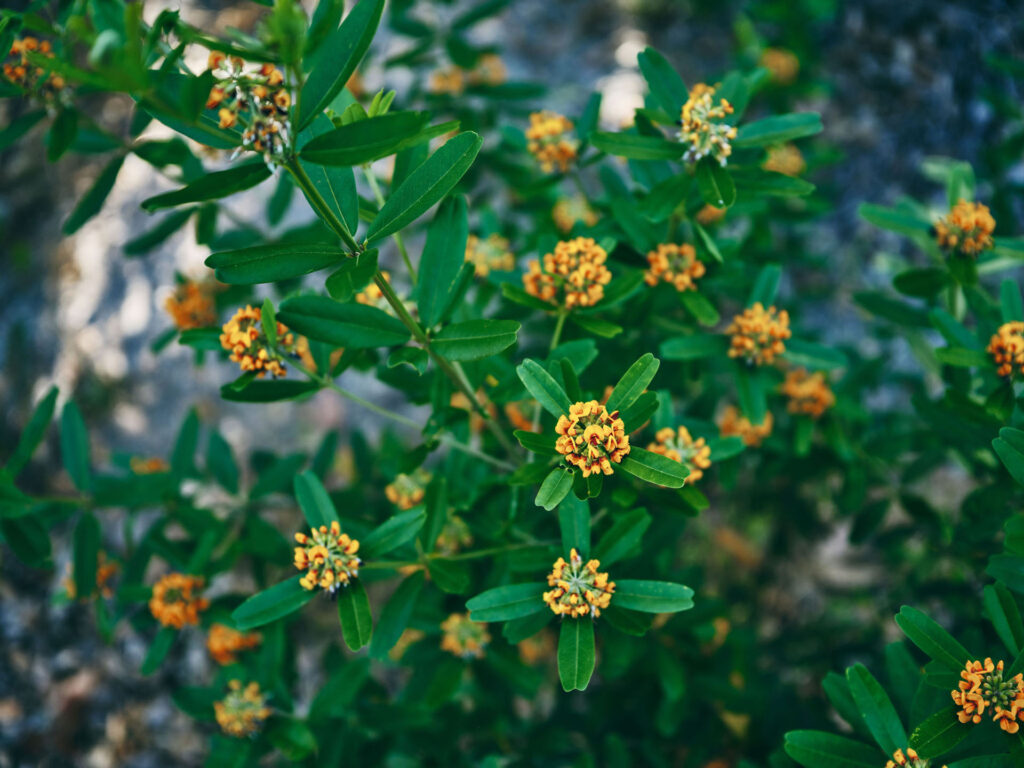 Wildflowers_Heart-Leaf-Poison_Collie_Ord_2024-339