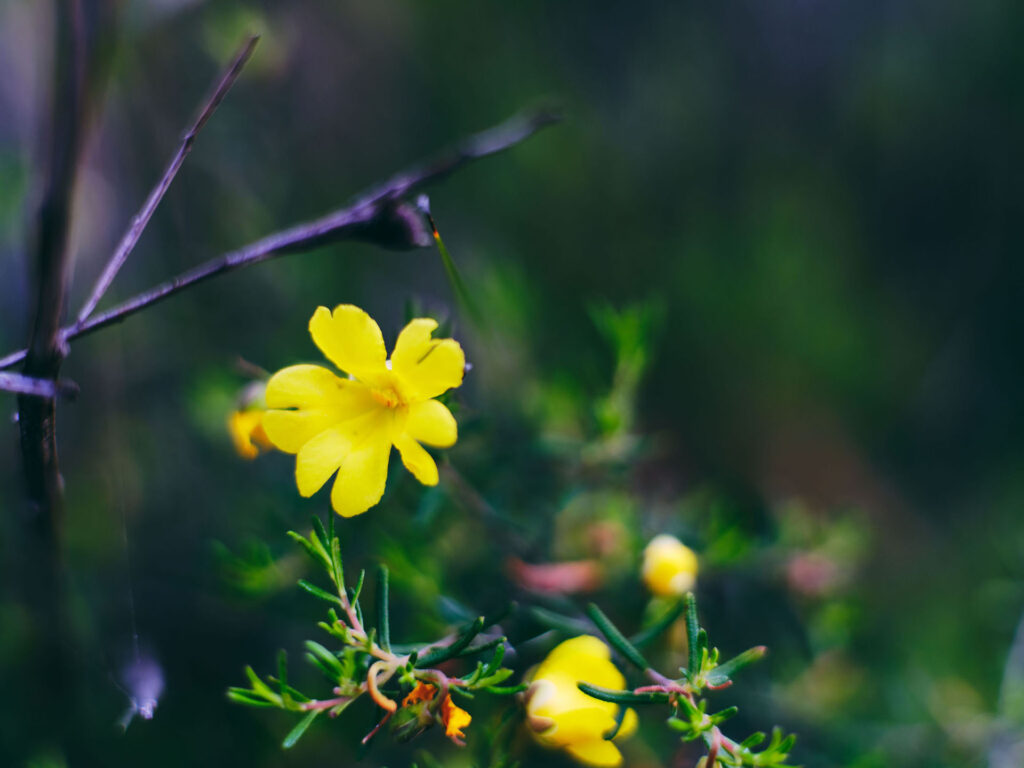 Wildflowers_Hibbertia-Buttercup_Collie_Ord_2024-30