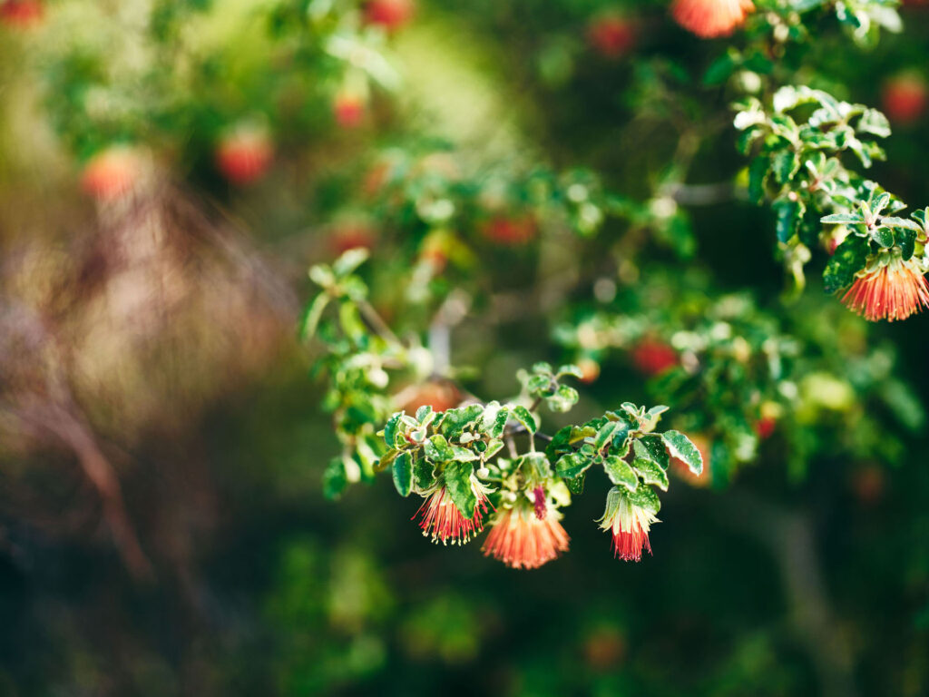 Wildflowers_Jarrah-Rose_Collie_Ord_2024-59