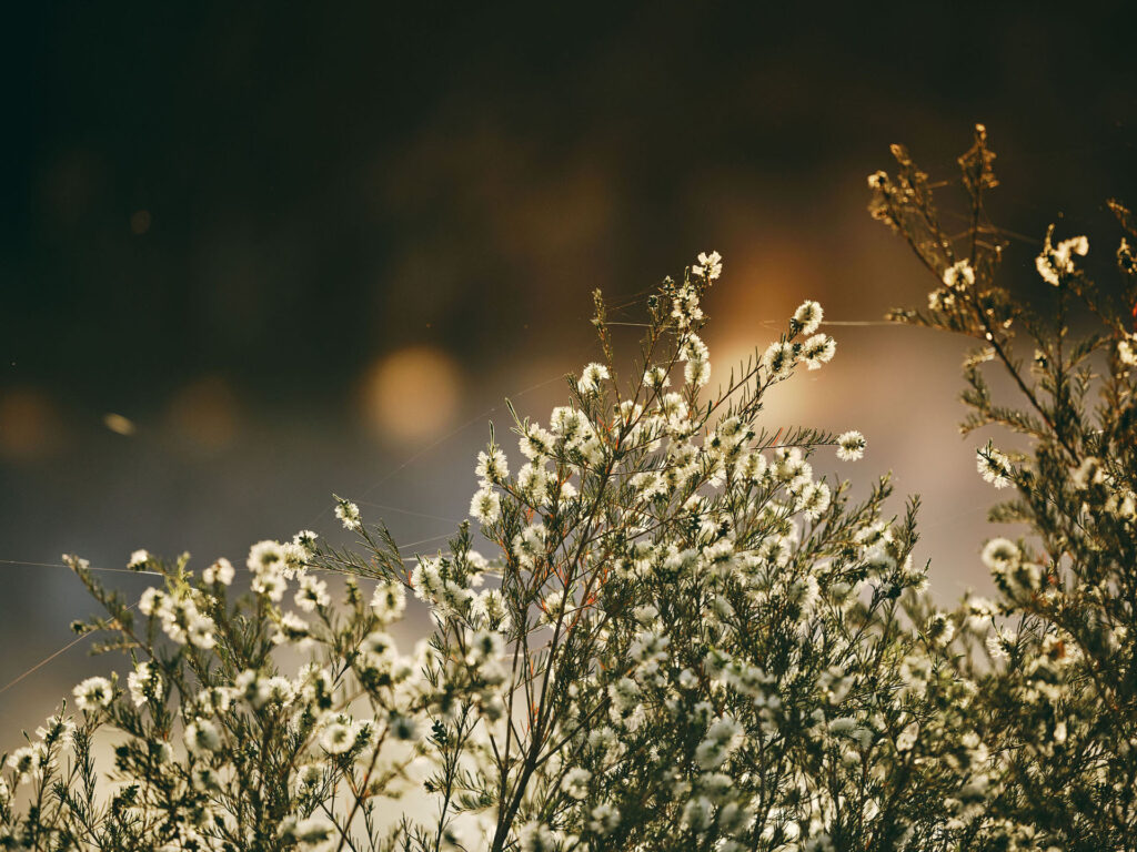 Wildflowers_Melaleuca_Collie_Ord_2024-266