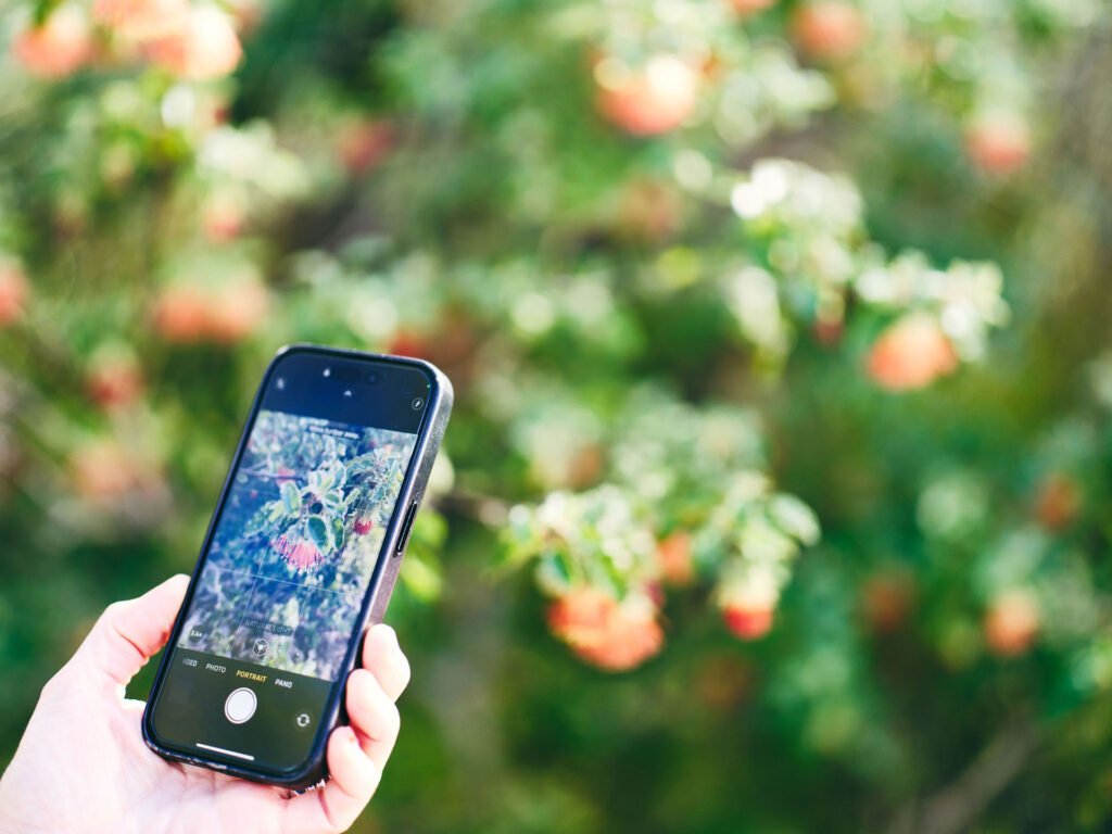 Wildflowers_Phone-Photo_Ord_2024-56