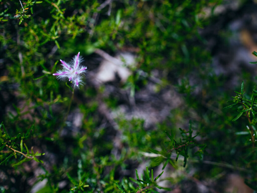 Wildflowers_Rose-tipped-Mulla-Mulla_Collie_Ord_2024-320