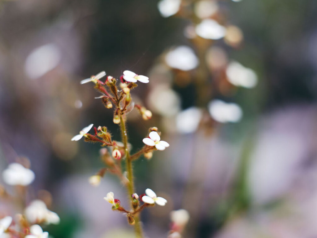 Wildflowers_Tooth-Leaved-Trigger-Plant_Collie_Ord_2024-31