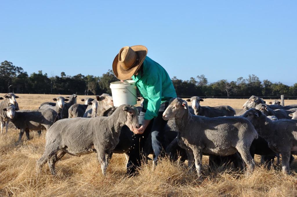 Wilga-Farm-Stay_Animals_04