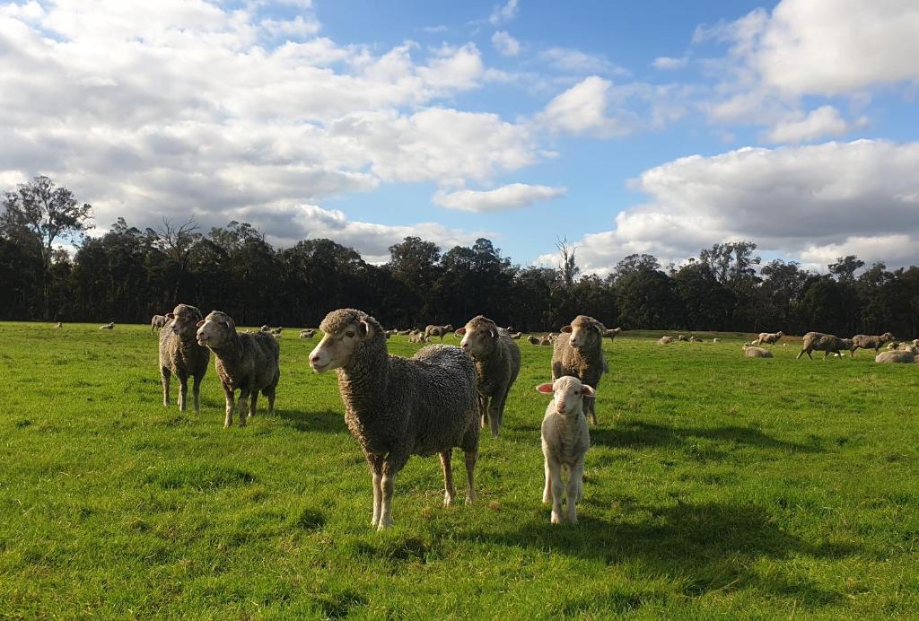 Wilga-Farm-Stay_Animals_06