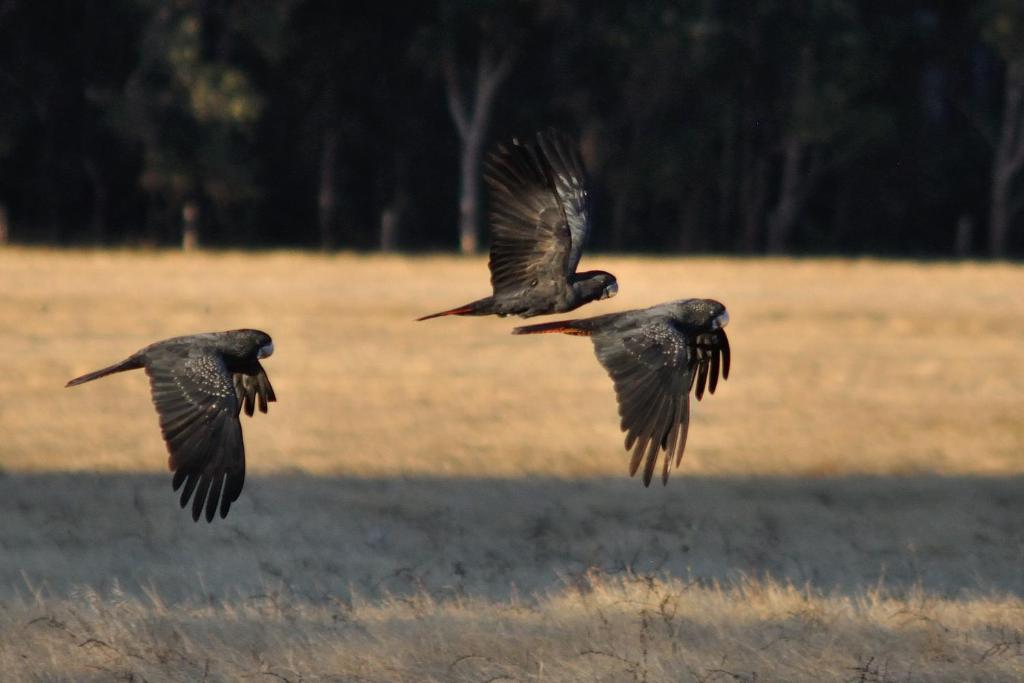 Wilga-Farm-Stay_Birds_03