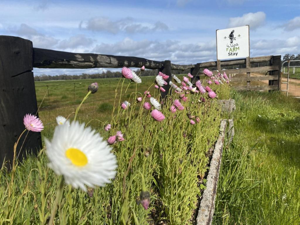 Wilga-Farm-Stay_Flowers_07